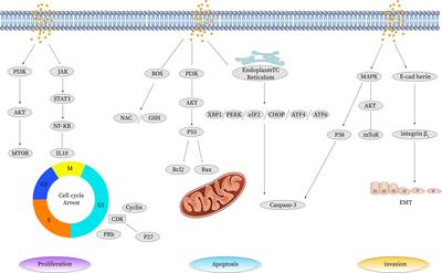 Molecular mechanism of palmitic acid and its derivatives in tumor progression